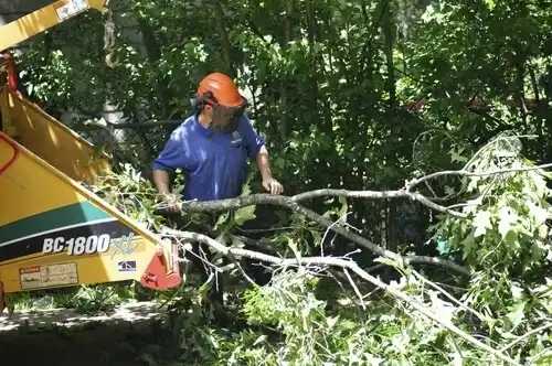 tree services Breckenridge